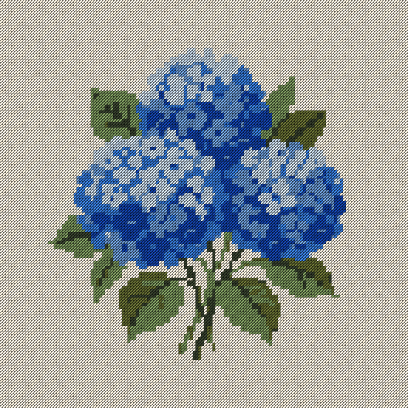 Blue Hydrangeas